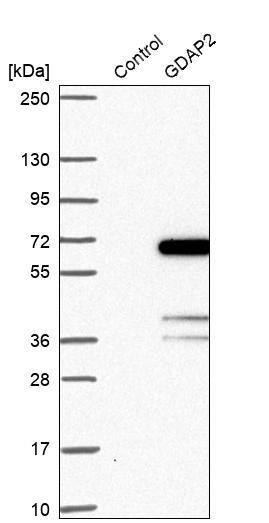 GDAP2 Antibody - BSA Free Western Blot: GDAP2 Antibody - BSA Free [NBP1-91932]