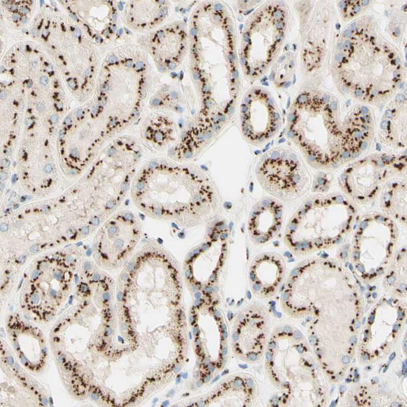 GOLGB1/Giantin Antibody - BSA Free Immunohistochemistry: GOLGB1/Giantin Antibody - BSA Free [NBP1-91938]