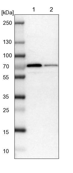 Glucose 1-dehydrogenase Antibody - BSA Free Western Blot: Glucose 1-dehydrogenase Antibody - BSA Free [NBP1-91942]