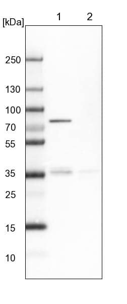 Glucose 1-dehydrogenase Antibody - BSA Free Western Blot: Glucose 1-dehydrogenase Antibody - BSA Free [NBP1-91943]
