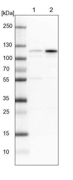Glutamate Receptor 6 Antibody - BSA Free Western Blot: Glutamate Receptor 6 Antibody - BSA Free [NBP1-91946]