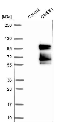 GMEB1 Antibody - BSA Free Western Blot: GMEB1 Antibody - BSA Free [NBP1-91949]