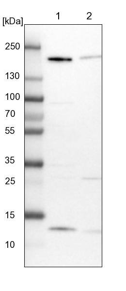 GOLGA3 Antibody - BSA Free Western Blot: GOLGA3 Antibody - BSA Free [NBP1-91953]