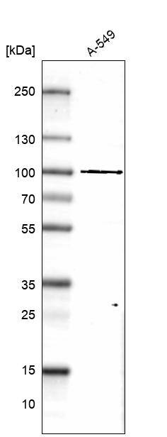 GPATCH1 Antibody - BSA Free Western Blot: GPATCH1 Antibody - BSA Free [NBP1-91958]