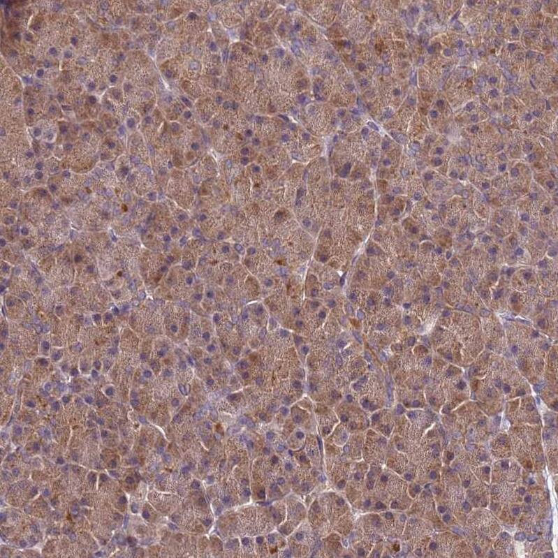 GSPT2 Antibody - BSA Free Immunohistochemistry: GSPT2 Antibody - BSA Free [NBP1-91971]