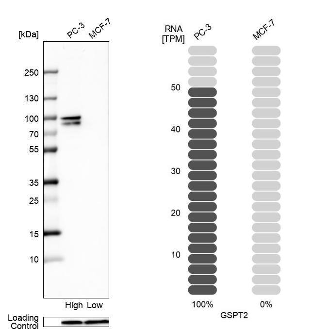 GSPT2 Antibody - BSA Free Western Blot: GSPT2 Antibody - BSA Free [NBP1-91971]