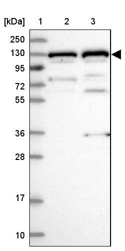 GTF2IRD1 Antibody - BSA Free Western Blot: GTF2IRD1 Antibody - BSA Free [NBP1-91973]