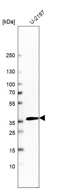 HO-2/HMOX2 Antibody - BSA Free Western Blot: HO-2/HMOX2 Antibody - BSA Free [NBP1-91981]