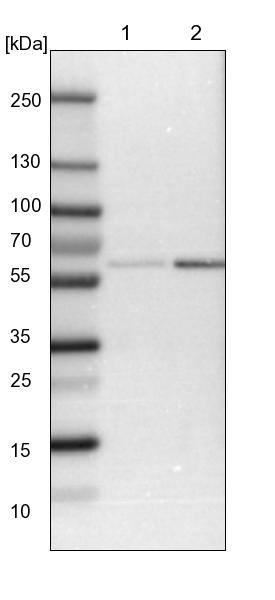 HIP-55 Antibody - BSA Free Western Blot: HIP-55 Antibody - BSA Free [NBP1-91988]