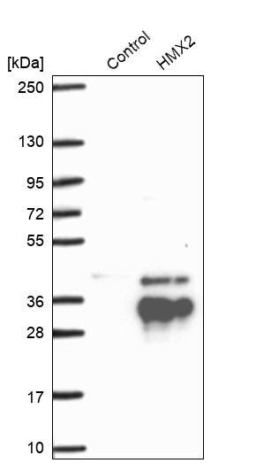 HMX2 Antibody - BSA Free Western Blot: HMX2 Antibody - BSA Free [NBP1-91997]