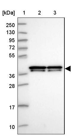 hnRNP AB Antibody - BSA Free Western Blot: hnRNP AB Antibody - BSA Free [NBP1-91999]