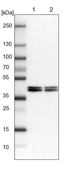 hnRNP AB Antibody - BSA Free Western Blot: hnRNP AB Antibody - BSA Free [NBP1-91999]