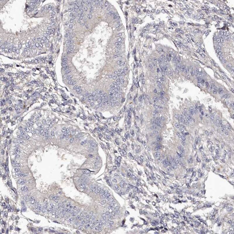 HNRPGT Antibody - BSA Free Immunohistochemistry-Paraffin: HNRPGT Antibody [NBP1-92000]