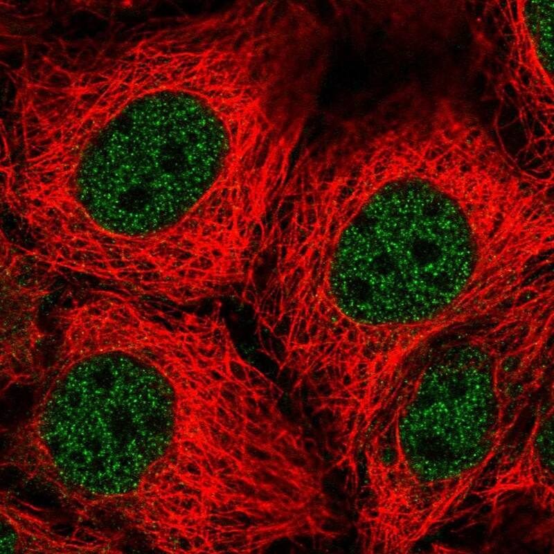 PEPT1/SLC15A1 Antibody - BSA Free Immunocytochemistry/ Immunofluorescence: PEPT1/SLC15A1 Antibody [NBP1-92005]