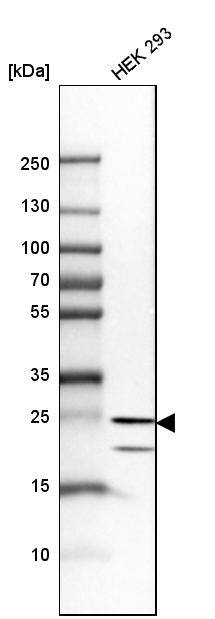 HPRT Antibody - BSA Free Western Blot: HPRT Antibody - BSA Free [NBP1-92006]