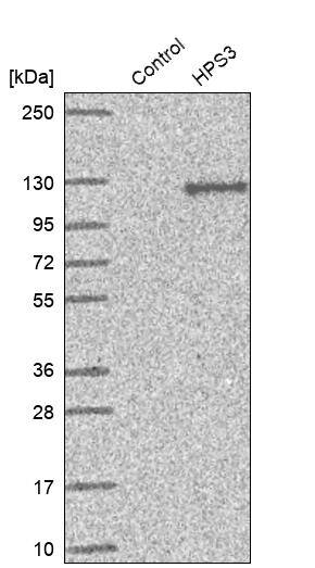HPS3 Antibody - BSA Free Western Blot: HPS3 Antibody - BSA Free [NBP1-92007]