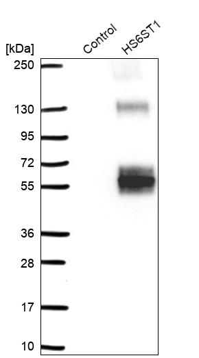 Heparan Sulfate 6-O-Sulfotransferase 1/HS6ST1 Antibody - BSA Free Western Blot: Heparan Sulfate 6-O-Sulfotransferase 1/HS6ST1 Antibody - BSA Free [NBP1-92010]
