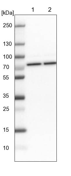 HspA1L Antibody - BSA Free Western Blot: HspA1L Antibody - BSA Free [NBP1-92012]