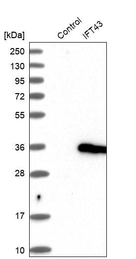 IFT43 Antibody - BSA Free Western Blot: IFT43 Antibody - BSA Free [NBP1-92019]