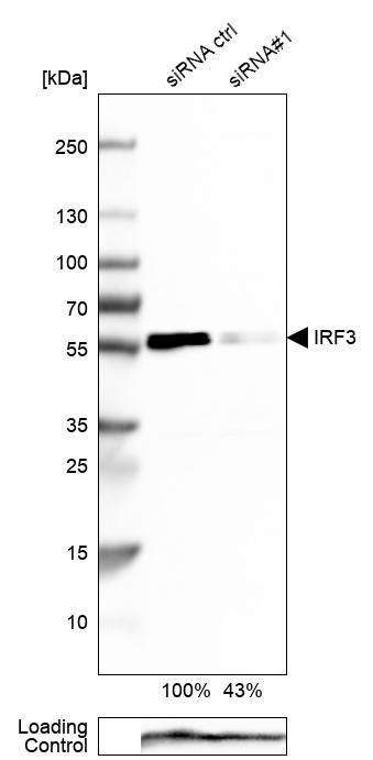 IRF3 Antibody - BSA Free Western Blot: IRF3 Antibody - BSA Free [NBP1-92028]