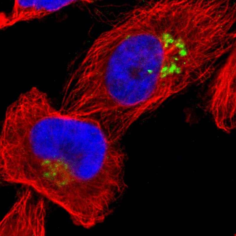 JAM-C Antibody - BSA Free Immunocytochemistry/ Immunofluorescence: JAM-C Antibody [NBP1-92032]