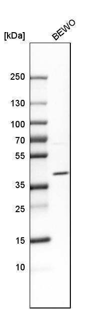 JAM-C Antibody - BSA Free Western Blot: JAM-C Antibody - BSA Free [NBP1-92032]