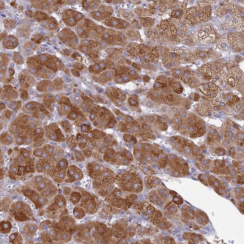KCTD14 Antibody - BSA Free Immunohistochemistry: KCTD14 Antibody - BSA Free [NBP1-92042]