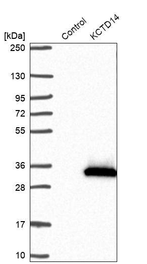 KCTD14 Antibody - BSA Free Western Blot: KCTD14 Antibody - BSA Free [NBP1-92042]