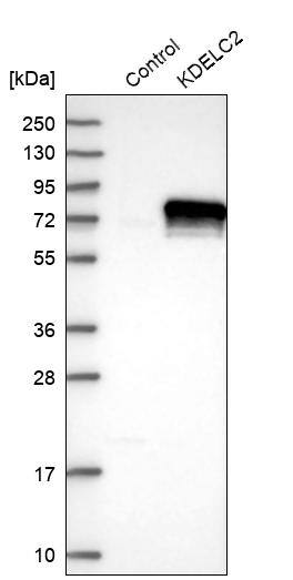 KDELC2 Antibody - BSA Free Western Blot: KDELC2 Antibody - BSA Free [NBP1-92046]