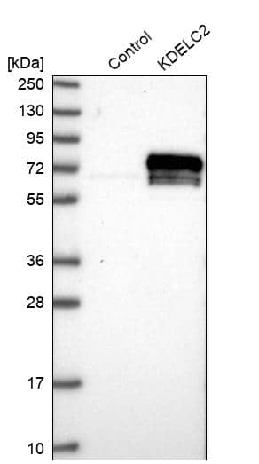 KDELC2 Antibody - BSA Free Western Blot: KDELC2 Antibody - BSA Free [NBP1-92047]