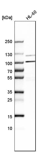 AP5Z1 Antibody - BSA Free Western Blot: AP5Z1 Antibody - BSA Free [NBP1-92049]
