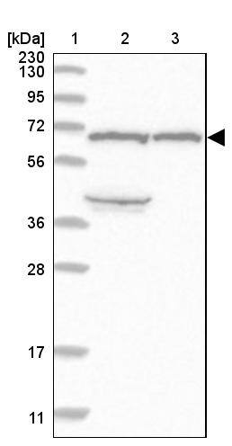 KLHL36 Antibody - BSA Free Western Blot: KLHL36 Antibody - BSA Free [NBP1-92059]
