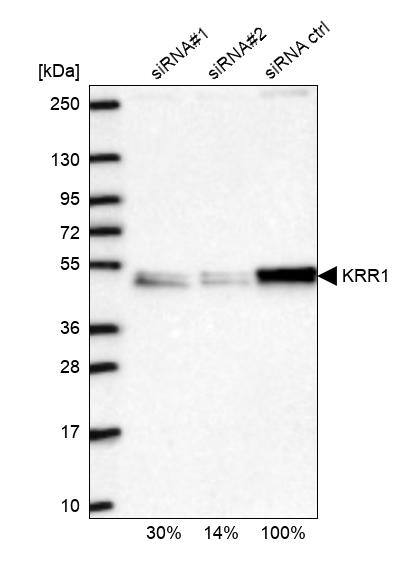 KRR1 Antibody - BSA Free Western Blot: KRR1 Antibody - BSA Free [NBP1-92060]