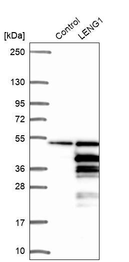 LENG1 Antibody - BSA Free Western Blot: LENG1 Antibody - BSA Free [NBP1-92070]