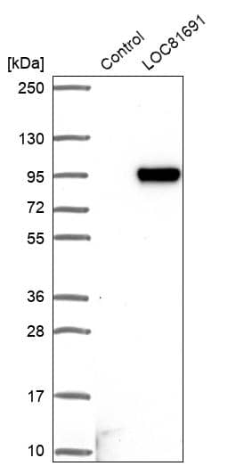 REXO5 Antibody - BSA Free Western Blot: REXO5 Antibody - BSA Free [NBP1-92075]
