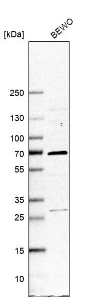 LXR alpha/NR1H3 Antibody - BSA Free Western Blot: LXR alpha/NR1H3 Antibody - BSA Free [NBP1-92086]