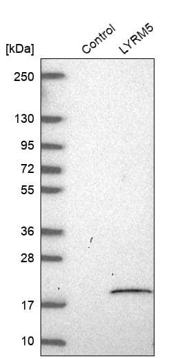 LYRM5 Antibody - BSA Free Western Blot: LYRM5 Antibody - BSA Free [NBP1-92091]