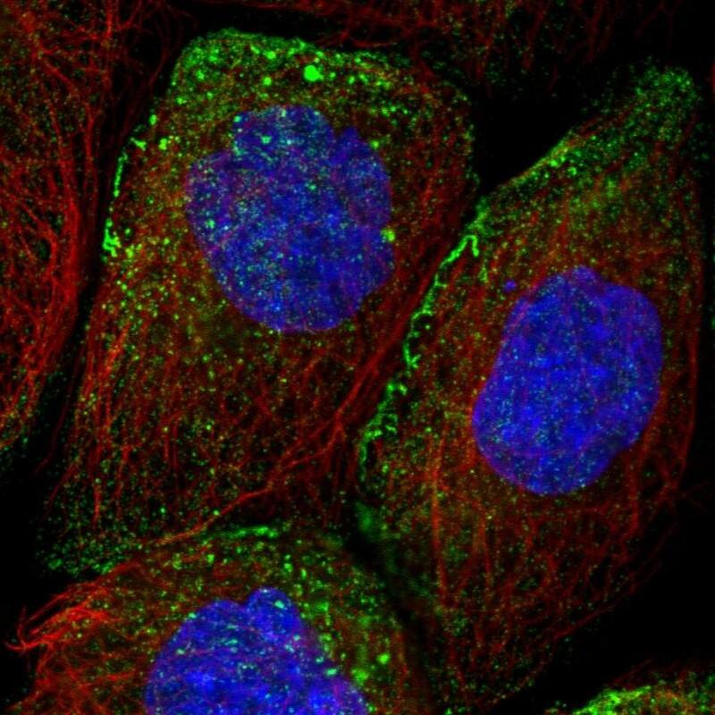 Methionine Aminopeptidase 1D/MAP1D Antibody - BSA Free Immunocytochemistry/ Immunofluorescence: Methionine Aminopeptidase 1D/MAP1D Antibody [NBP1-92098]