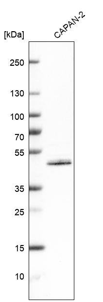 MAT2A Antibody - BSA Free Western Blot: MAT2A Antibody - BSA Free [NBP1-92100]