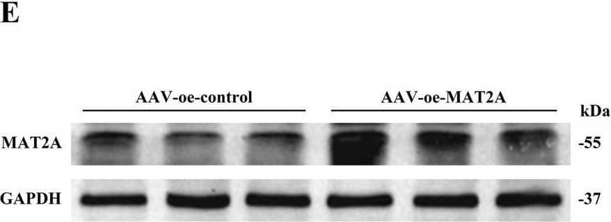 MAT2A Antibody - BSA Free