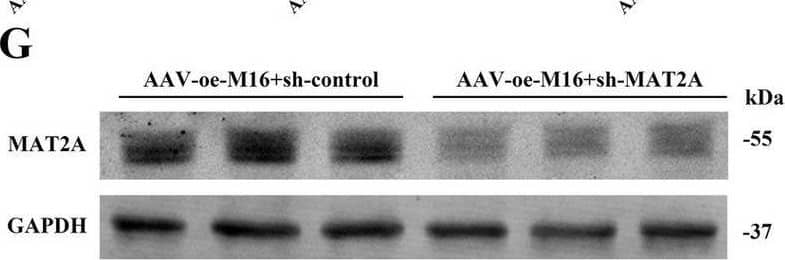MAT2A Antibody - BSA Free