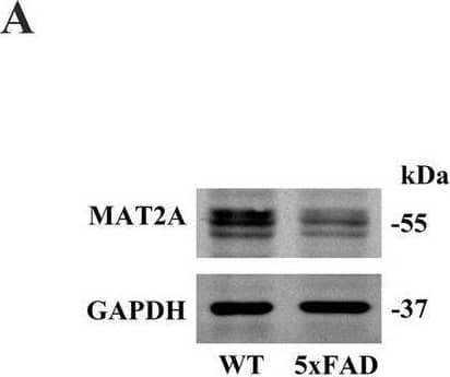 MAT2A Antibody - BSA Free