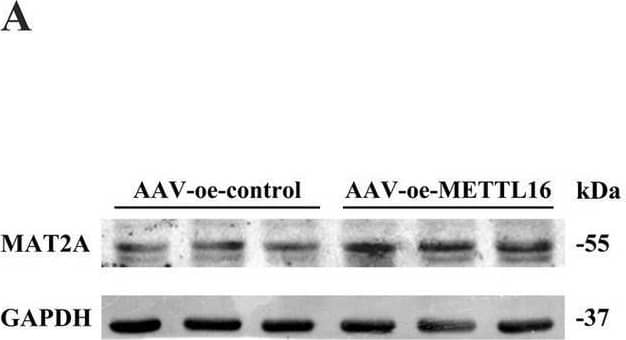 MAT2A Antibody - BSA Free