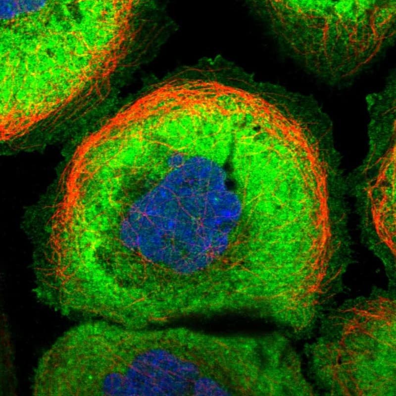 MFSD2 Antibody - BSA Free Immunocytochemistry/ Immunofluorescence: MFSD2 Antibody - BSA Free [NBP1-92112]