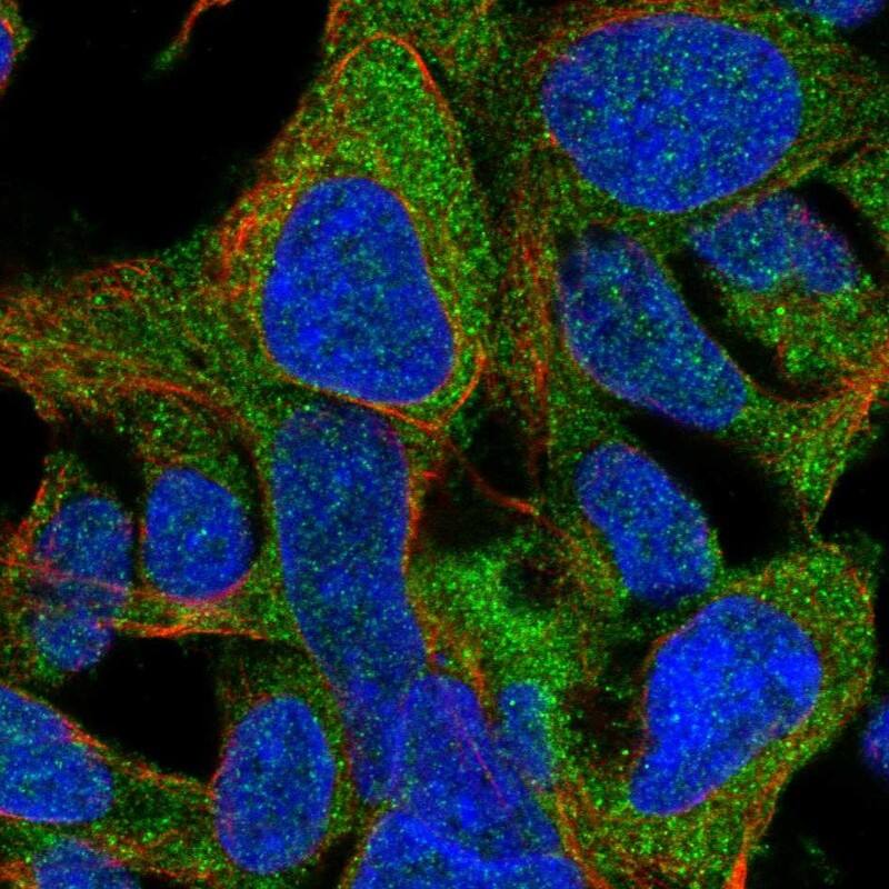 MGC13138 Antibody - BSA Free Immunocytochemistry/ Immunofluorescence: MGC13138 Antibody [NBP1-92115]