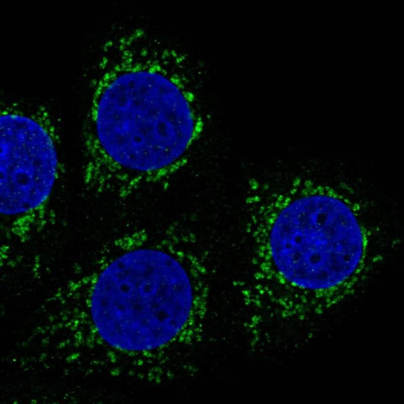 Mitochondrial-processing peptidase subunit beta Antibody - BSA Free Immunocytochemistry/ Immunofluorescence: Mitochondrial-processing peptidase subunit beta Antibody [NBP1-92120]