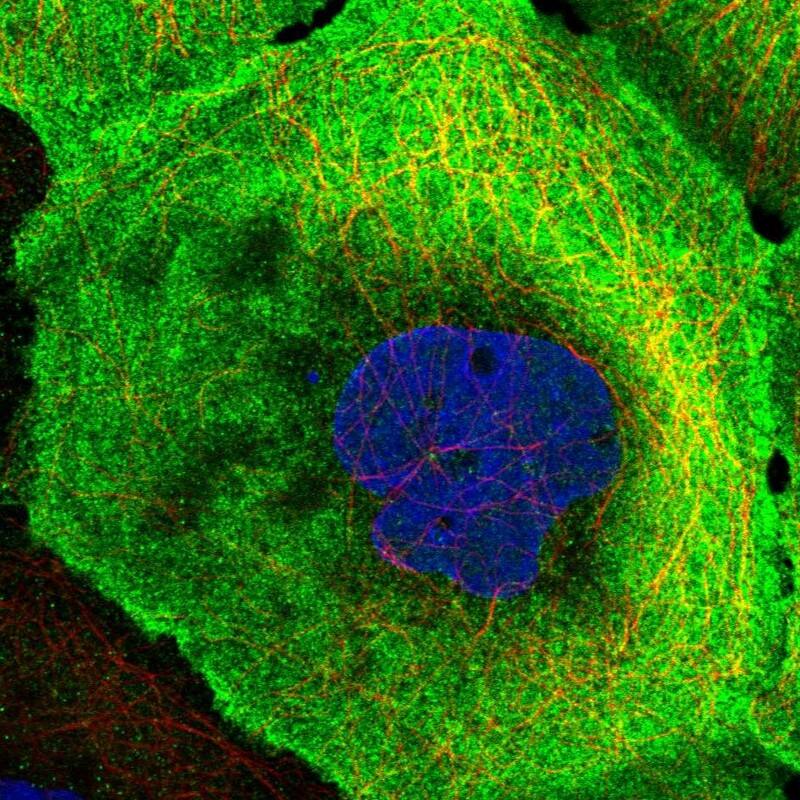 MMTAG2 Antibody - BSA Free Immunocytochemistry/ Immunofluorescence: MMTAG2 Antibody - BSA Free [NBP1-92128]
