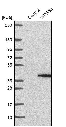 Morg1 Antibody - BSA Free Western Blot: Morg1 Antibody - BSA Free [NBP1-92132]