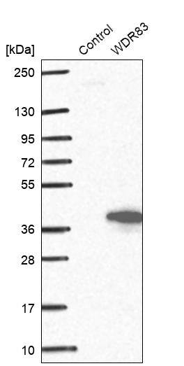 Morg1 Antibody - BSA Free Western Blot: Morg1 Antibody - BSA Free [NBP1-92133]