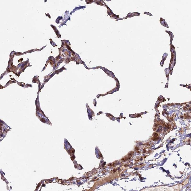 MOX1 Antibody - BSA Free Immunohistochemistry: MOX1 Antibody - BSA Free [NBP1-92134]
